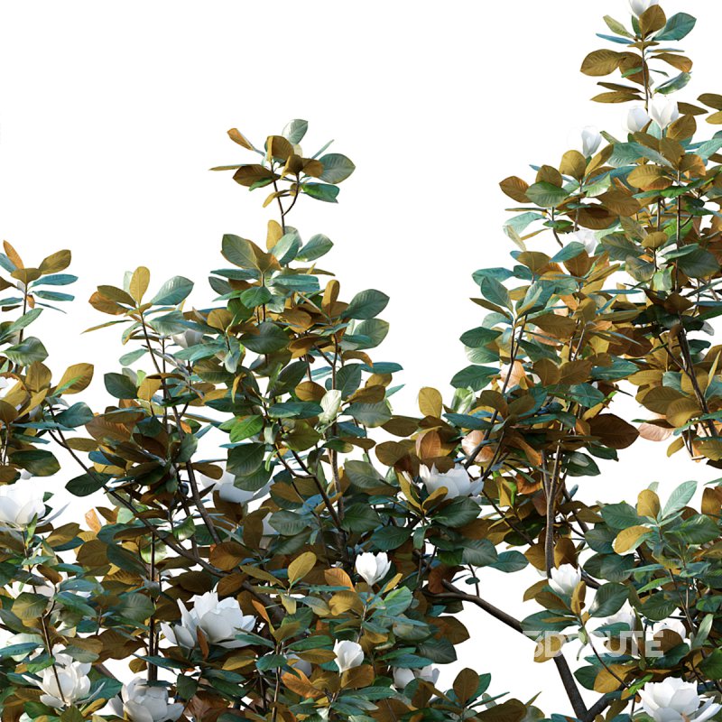 Magnolia grandiflora 02 Image 2