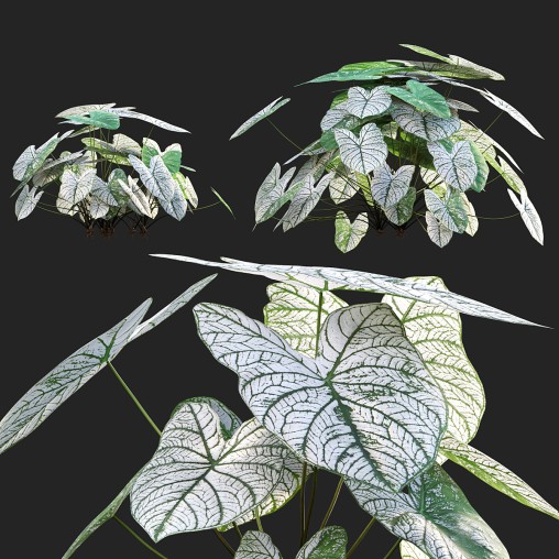 Caladium White Christmas – Angel Wings 02