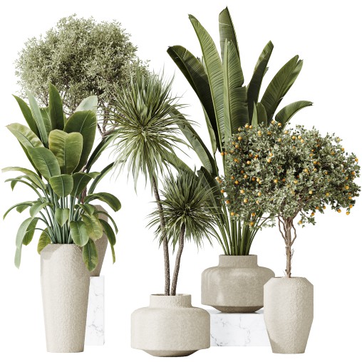 AV Indoor plants set 196 Citrus Fruit Orange and Arbequina Olive and Robusta Abidjan and Aloifolia Rostrata Palm and Banana Strelitzia Nicolai
