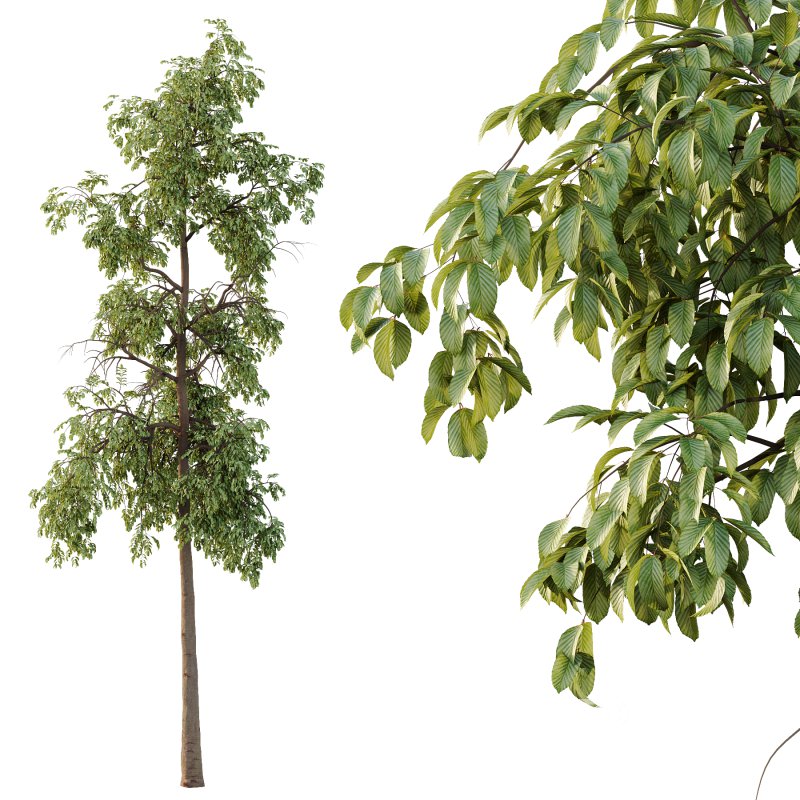 Parashorea Chinensis Tree 01 Image 4