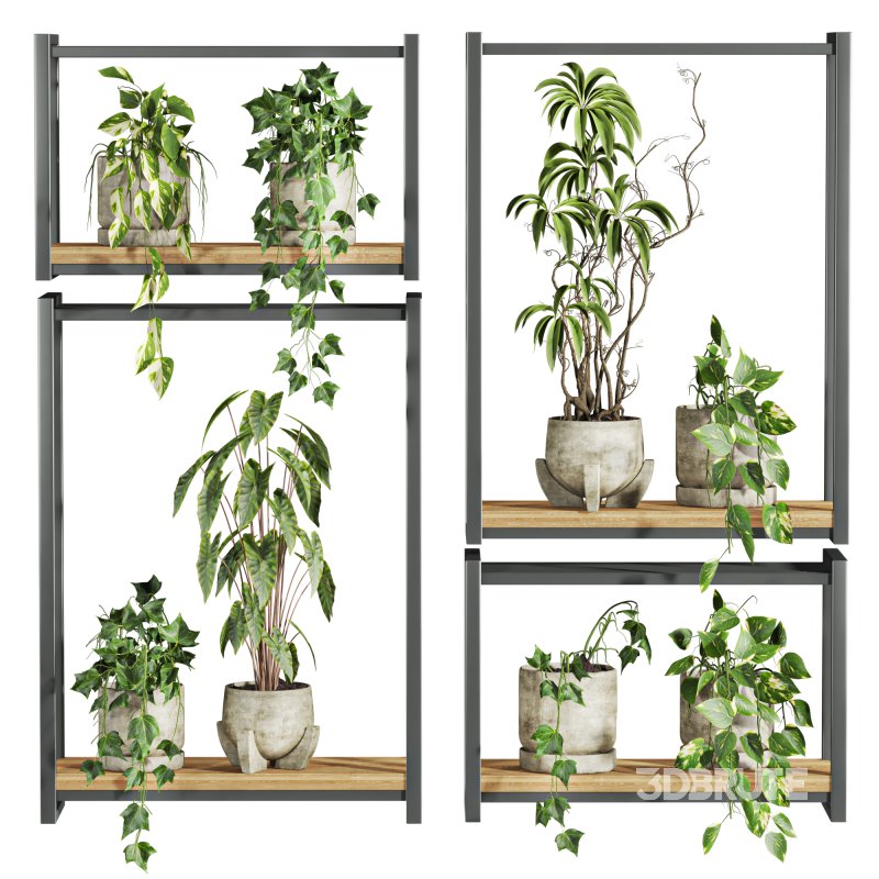plants set on shelf Image 2