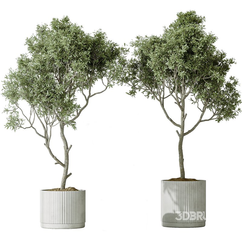 AV Indoor plants set 195 Mission Arbequina Olive and Ficus Microcarpa Moclame and Zamiifolia Araceae and ParadiseBird Image 1