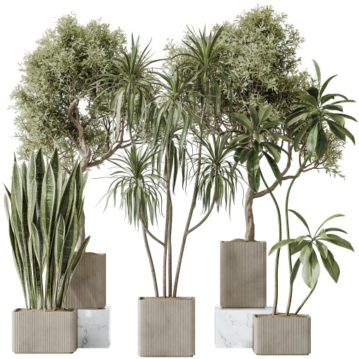 AV Indoor plants set 193 Mission Arbequina Olive and Lemon Lime Cane Dragon and Ficus African Fig and Green Sansevieria