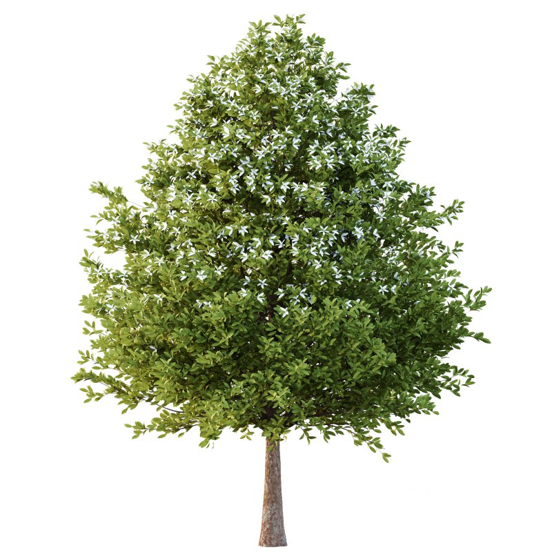 Michelia Maudiae Tree 03 Image 4