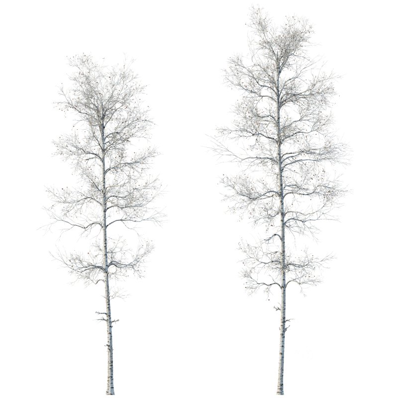 AV Plants Populus Tremuloides Winter Snow Image 2