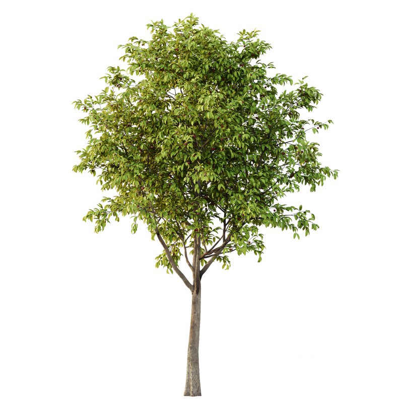 Prunus pseudocerasus Fruit Tree 02 Image 3