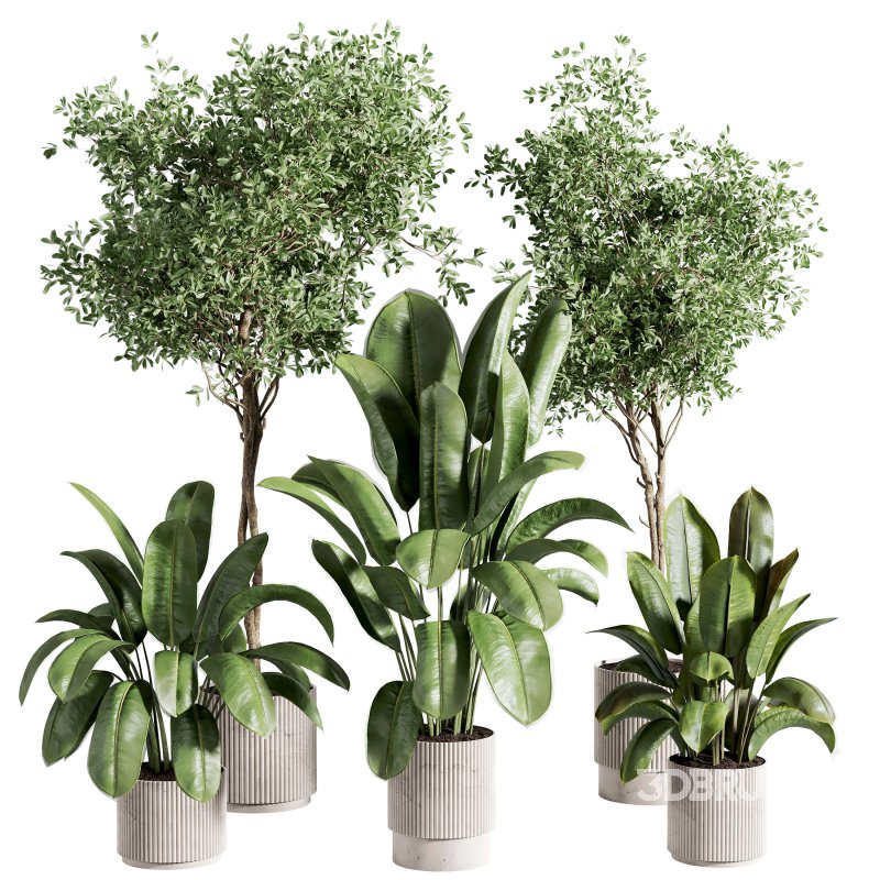 indoor plant 526 Image 1