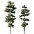 AV Plants Pinus Echinata Winter Snow Set02 - Thumbnail 1