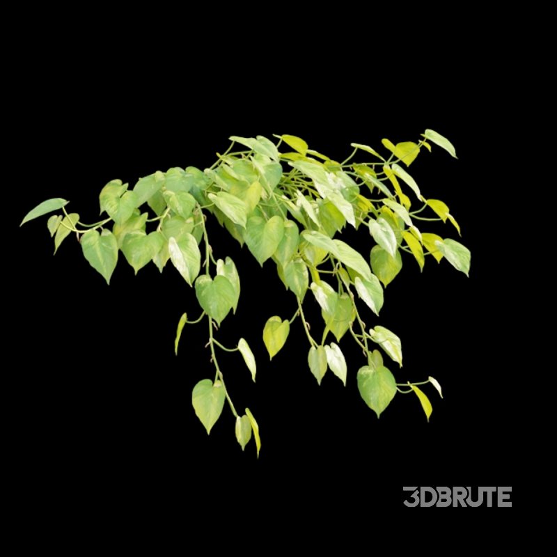 Epipremnum aureum – Money plant Image 3