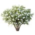 Michelia Maudiae Tree 04 - Thumbnail 3