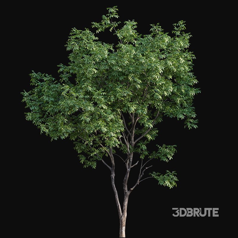 Juglans regia – Common walnut Image 3