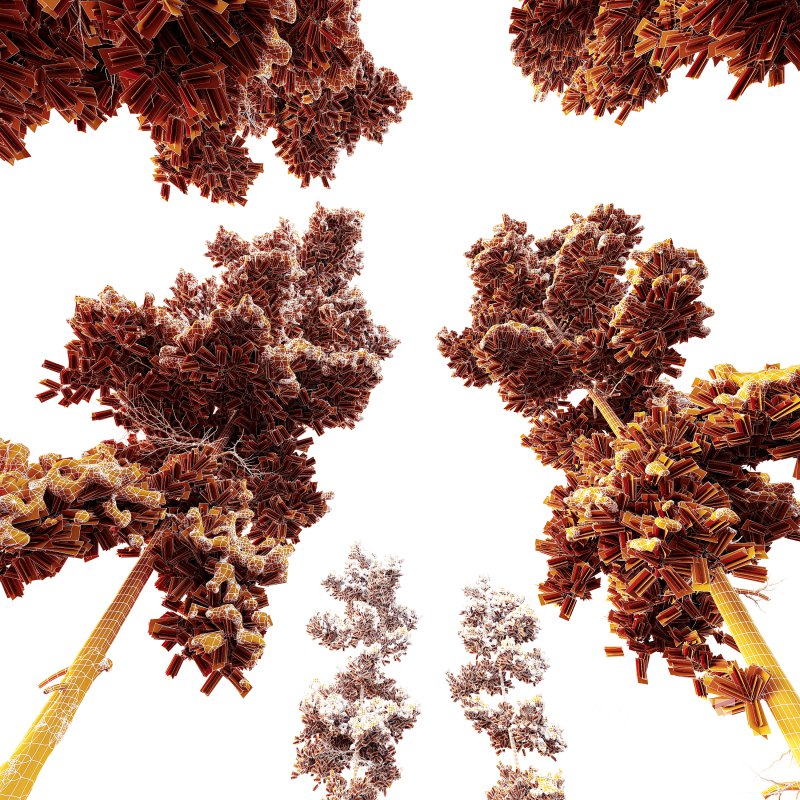 AV Plants Pinus Echinata Winter Snow Set02 Image 4