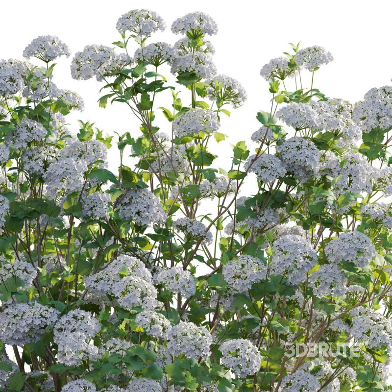 Viburnum opulus Roseum – European Cranberry bush 02 Image 4