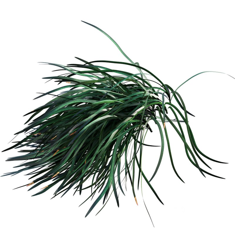 Ophiopogon japonicus Image 7