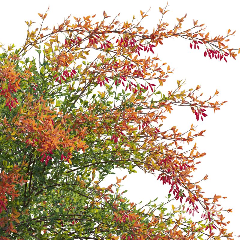 Berberis vulgaris – European barberry – Common barberry 02 Image 6