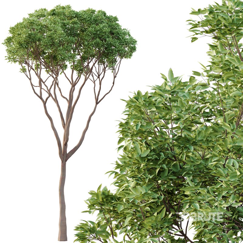 Eucalyptus Robusta Trees 09 Image 3