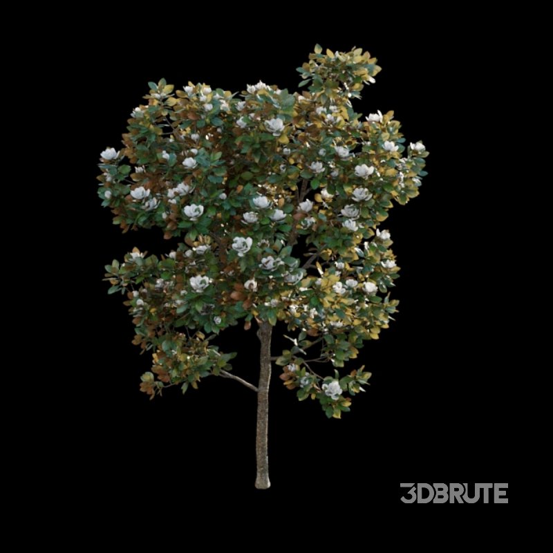 Magnolia grandiflora Image 5