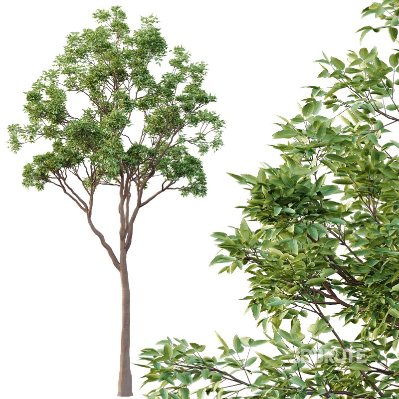 Eucalyptus Robusta Trees 10 Image 3