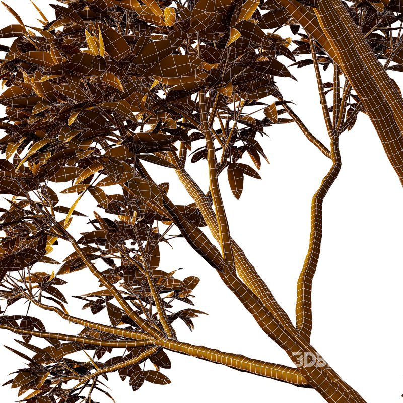 Eucalyptus Robusta Trees 10 Image 4