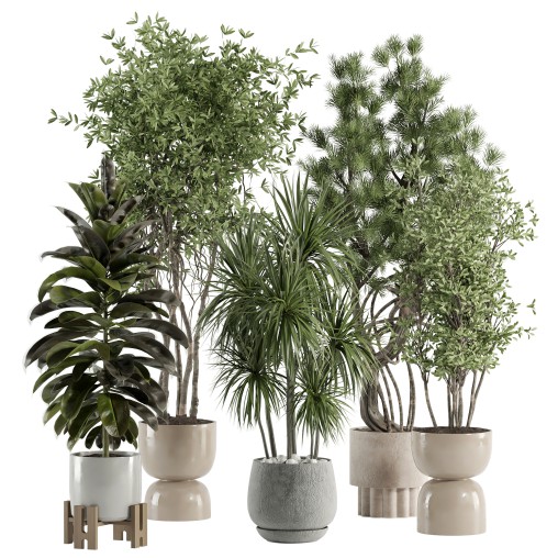 indoor plant 527