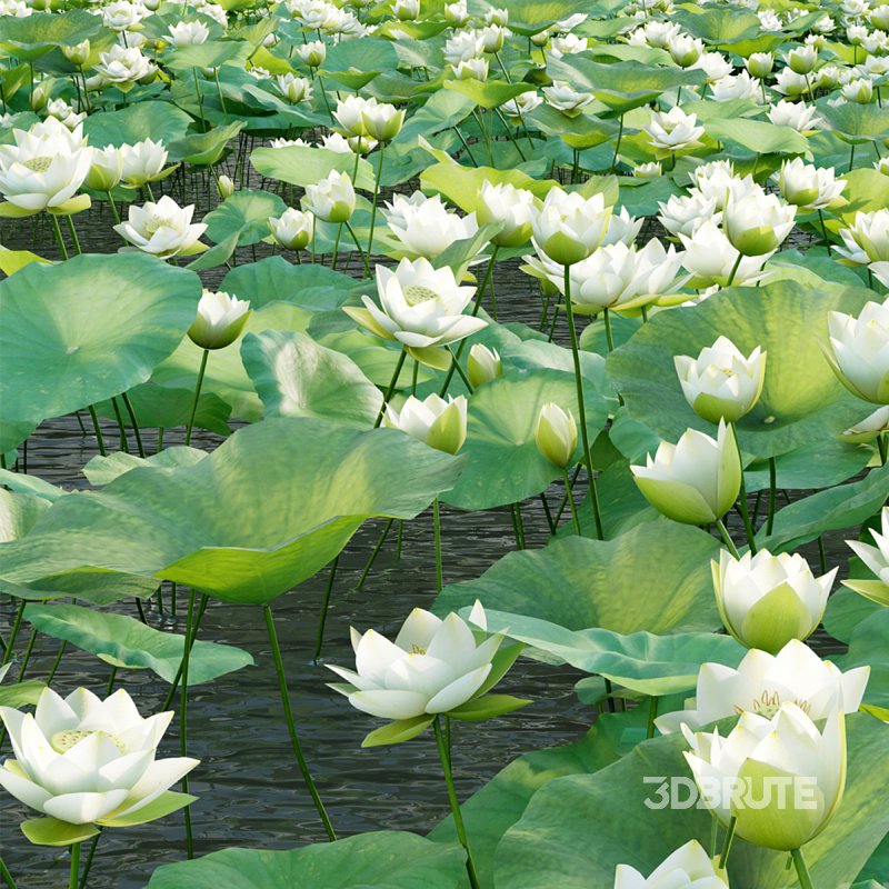 Nelumbo lutea – lotus Image 2