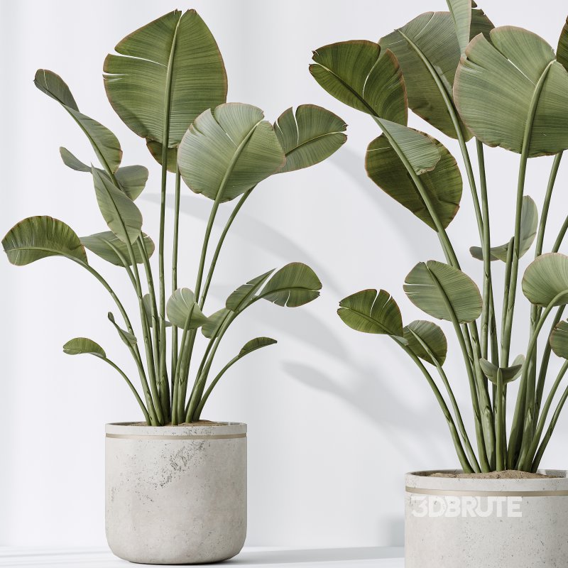 AV Indoor plants set 192 Mission Olive and Banana Strelitzia and Lily Domino and Aloe Vera Image 6