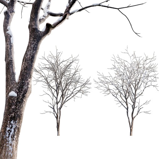 Juglans regia – Common walnut – winter – snow