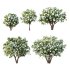 Michelia Maudiae Tree 04 - Thumbnail 4
