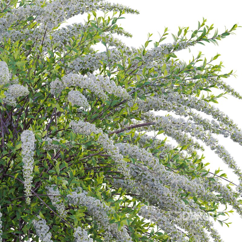 Spiraea Grefsheim – Garland Spiraea 02 Image 6