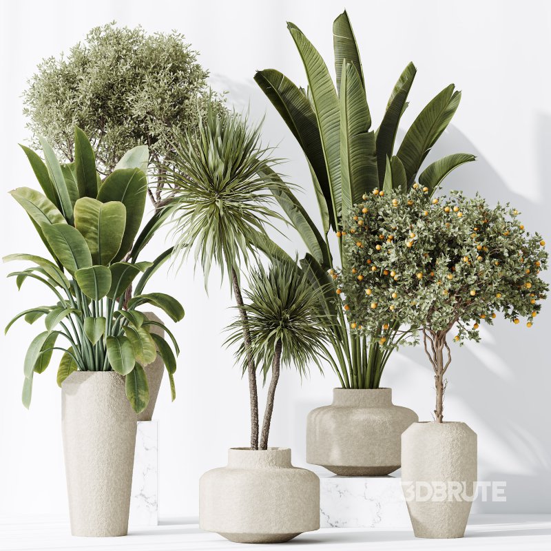 AV Indoor plants set 196 Citrus Fruit Orange and Arbequina Olive and Robusta Abidjan and Aloifolia Rostrata Palm and Banana Strelitzia Nicolai Image 6