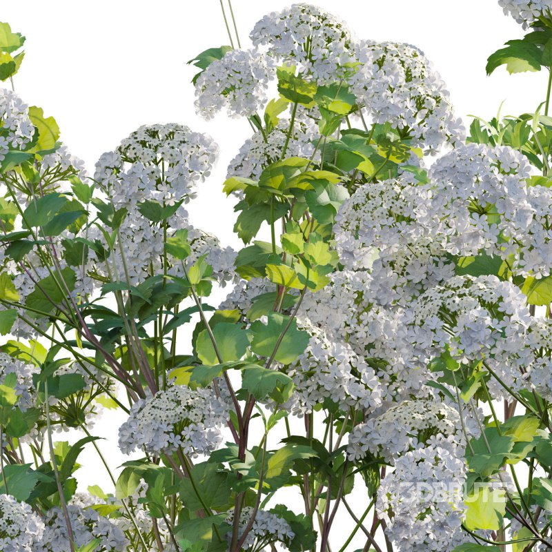 Viburnum opulus Roseum – European Cranberry bush 02 Image 6