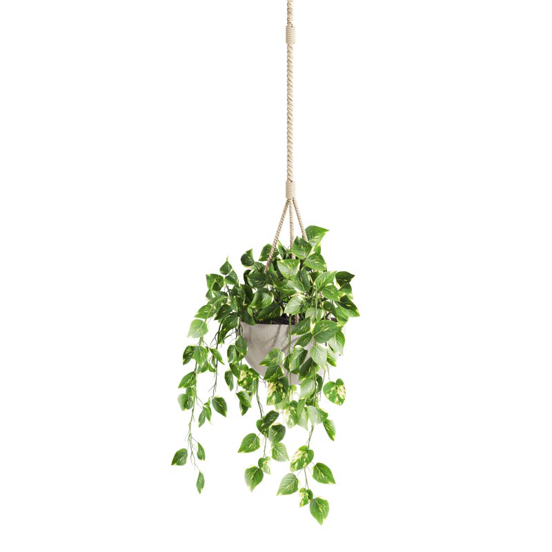 hanging plant Image 2