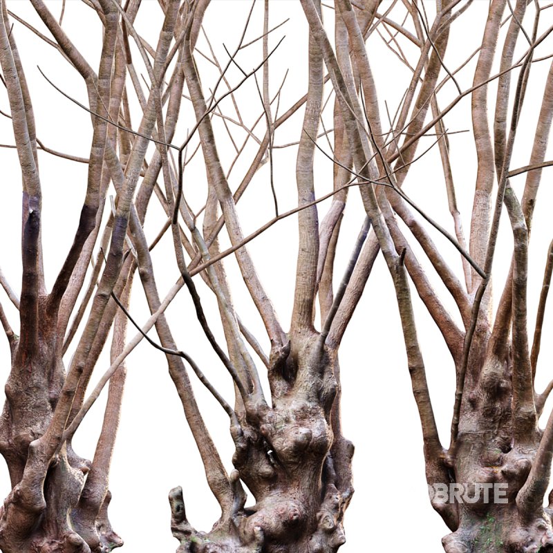 Barringtonia acutangula – green Image 4