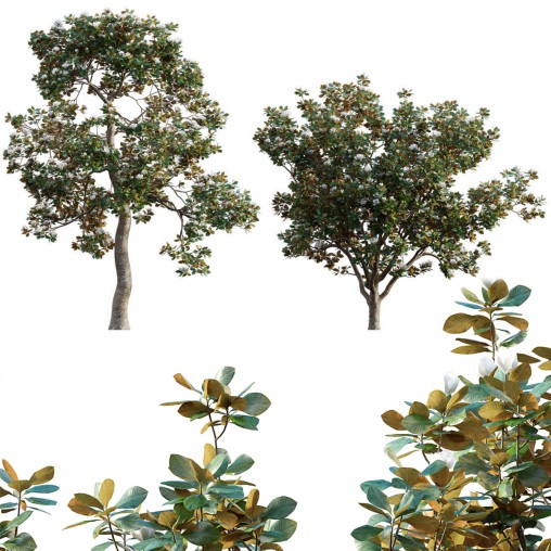 Magnolia grandiflora 02