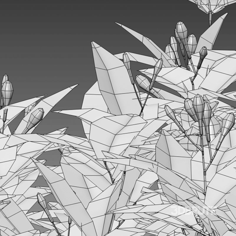 Gardenia augusta – Houttuynia – Gardenia jasminoide – 02 Image 3