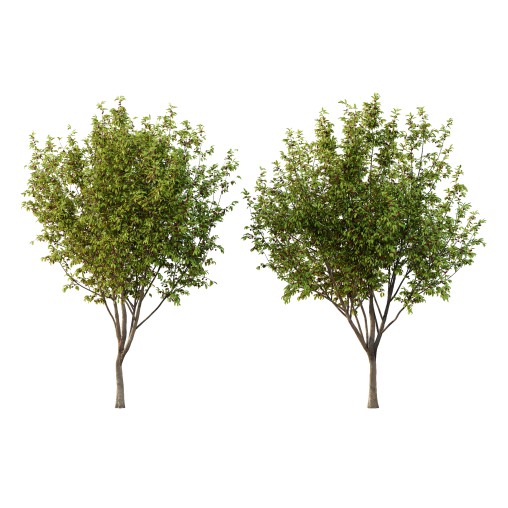 Prunus pseudocerasus Fruit Tree 05