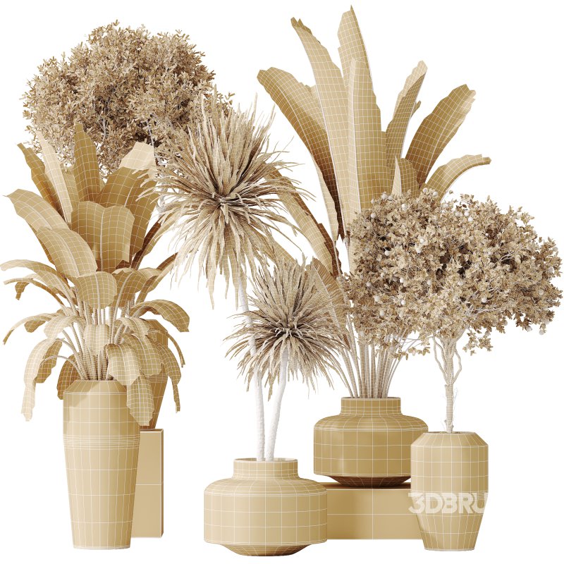 AV Indoor plants set 196 Citrus Fruit Orange and Arbequina Olive and Robusta Abidjan and Aloifolia Rostrata Palm and Banana Strelitzia Nicolai Image 8