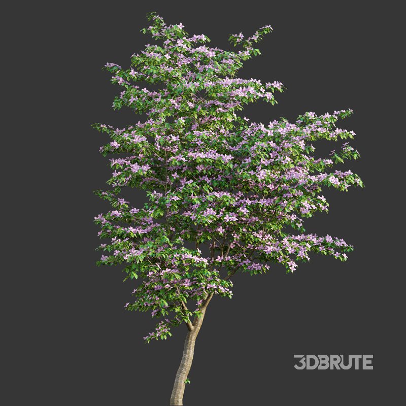 Cornus kousa -Chinese Dogwood – Kousa Dogwood Image 3