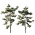 AV Plants Pinus Echinata Winter Snow Set03 - Thumbnail 1