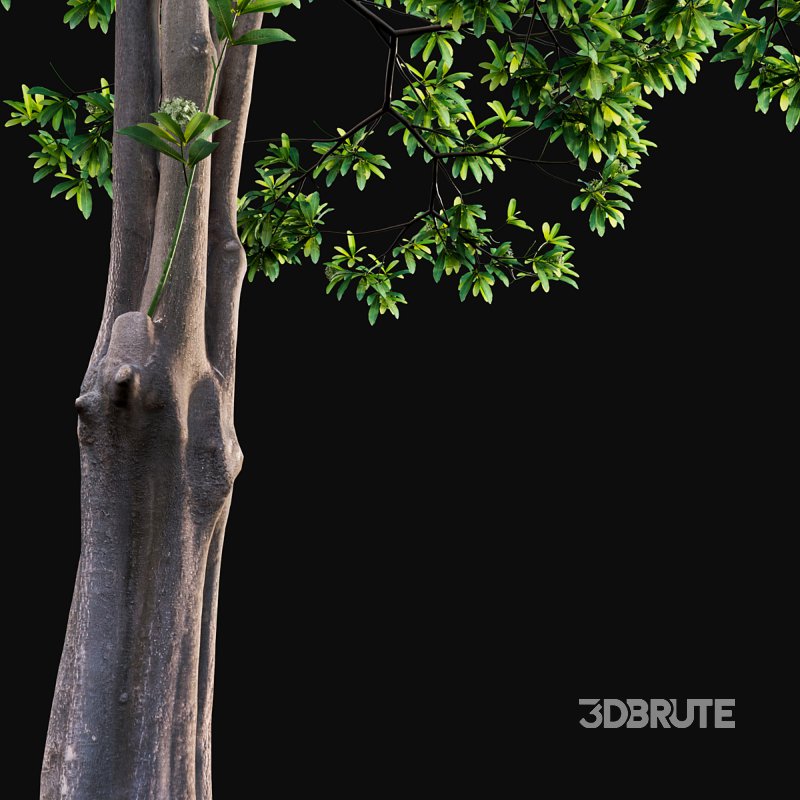 Alstonia scholaris – Milkwood Image 2