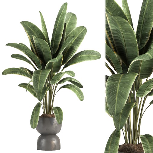 Indoor plant 08