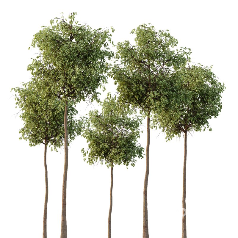 Parashorea Chinensis Tree 03 Image 2