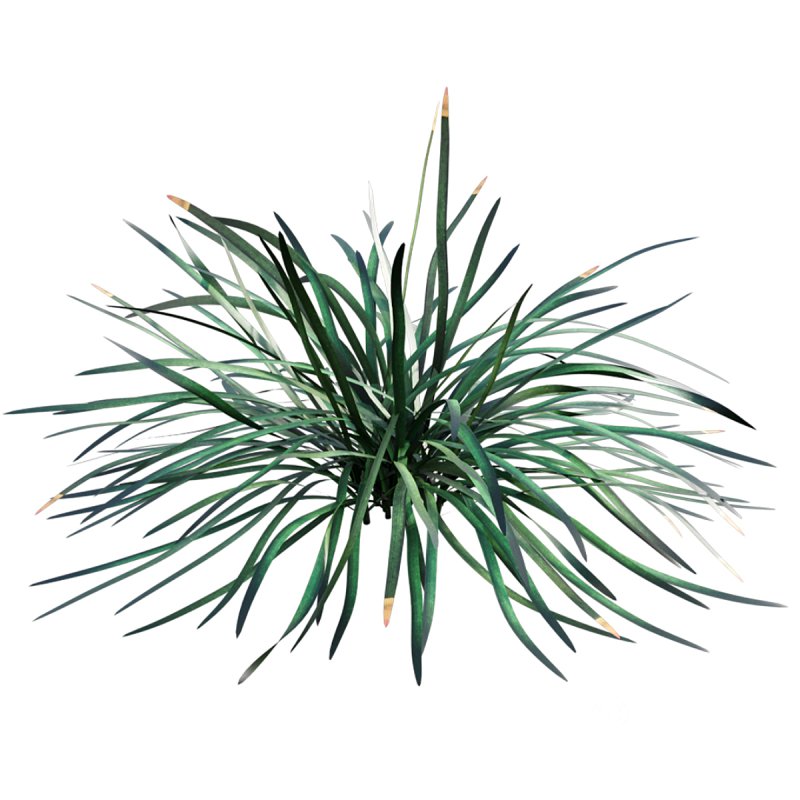 Ophiopogon japonicus Image 3