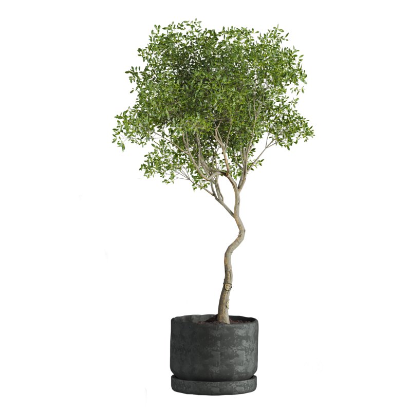 indoor plant Image 3