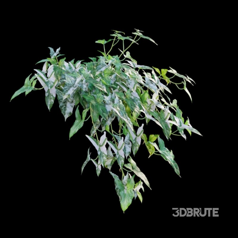 Syngonium Podophyllum Image 3