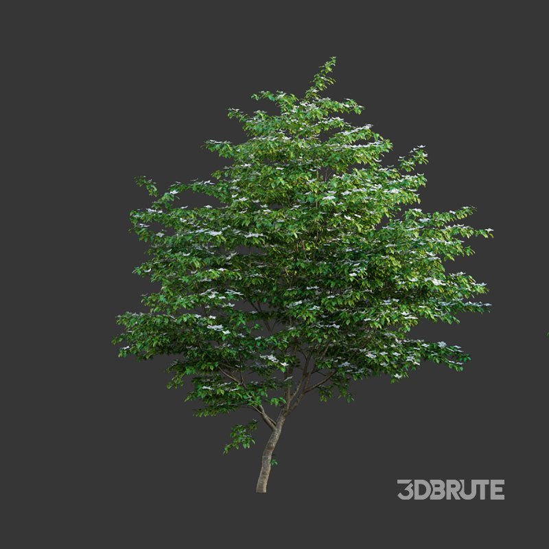 Cornus kousa -Chinese Dogwood – Kousa Dogwood Image 2