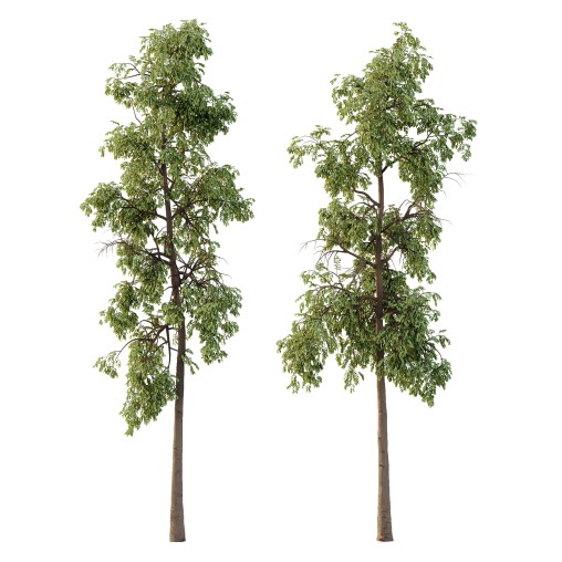 Parashorea Chinensis Tree 01