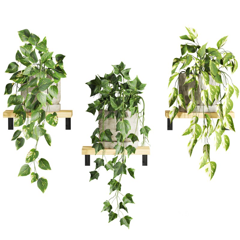 plants set on shelf Image 1