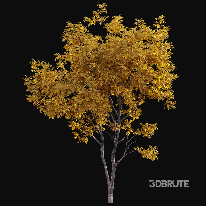 Juglans regia – Common walnut – fall Image 3