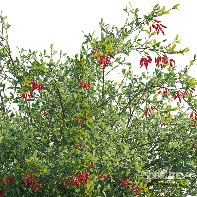 Berberis vulgaris – European barberry – Common barberry 04 Image 4